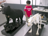 博物館自然教室「骨を鑑定してみよう！」のイメージ