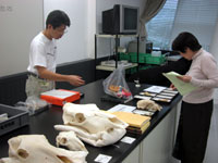 いろいろな骨を観察して、特徴を探ります。