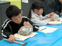 博物館自然教室「化石をクリーニングしよう！」のイメージ