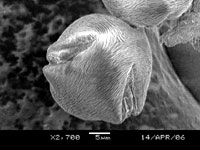 ソメイヨシノの花粉