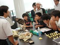 博物館自然教室「動物の歯を観察しよう！」のイメージ