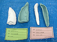 特徴ある2種類の歯の複製です。