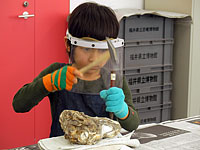 化石を壊さないように注意してください。