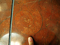 床で発見したアンモナイトの例