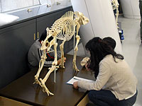 博物館自然教室「ほねほね探偵団」のイメージ