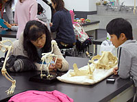 骨の特徴をじっくりと観察してみましょう。