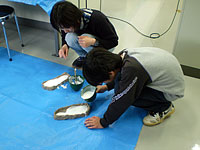 「足跡」に石膏を流し込みます