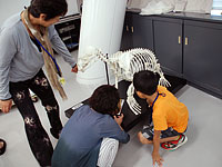 この動物の骨についての特徴は？