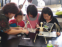 博物館自然教室「ホネほね探偵2014」のイメージ