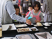 歯ひとつとっても様々な形があります。