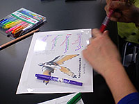 前肢の骨の配置をトレスしました。