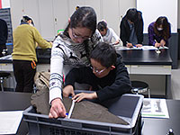 数種の標本についてサイズや特徴を調べます。