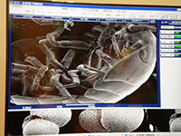 ダンゴムシの電子顕微鏡写真です。