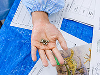 「ほら。たくさんみつけたよ！」