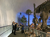 展示されている実際の恐竜の首で確かめてみます。