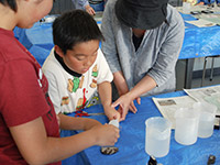 博物館自然教室「木の化石をとかしてはがしてみよう」のイメージ