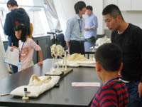 様々な種類と形の骨格標本を見ながら推測します。