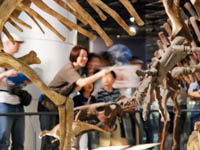 実際の頸骨はどうなっているのか、展示で確認します。