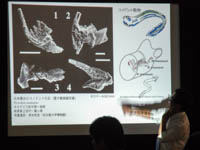 博物館セミナー「地球と生命の物語⑦ 福井県九頭竜地域の地層と岩石」のイメージ