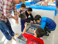 これから磨いていく化石入りの石を選びます。