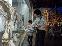 展示室の骨格で似ているものを調べます。