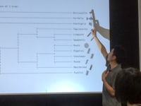 これでよく見られる系統樹ができました。