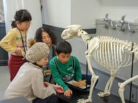 博物館自然教室「骨のかけらから動物の正体を探る」のイメージ