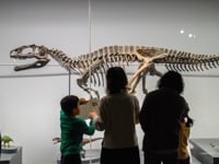 恐竜にも、調べたような考え方が通用するでしょうか