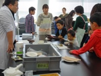 「黄鉄鉱」というつぶをさがします。