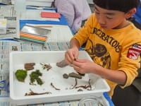 いろいろなテラリウムの道具をあつめました