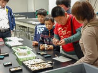 様々な種類の貝類を観察します