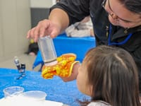 いれた恐竜のフィギュアはちゃんとみえるかな？