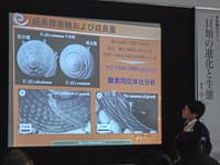 博物館セミナー「貝類の進化と生態」のイメージ