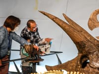 観察メモとヒントを頼りに恐竜を特定します。