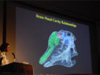 特別展講演会「カモノハシ恐竜の脳とトサカの機能について」のイメージ