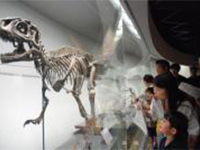 博物館自然教室「フクイラプトルを観察しよう」のイメージ