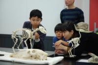 博物館自然教室「ひとかけらの骨が明かす動物の正体」のイメージ