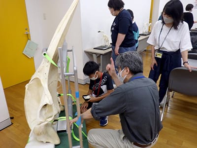 博物館自然教室「骨のかけらから動物を当てる」のイメージ