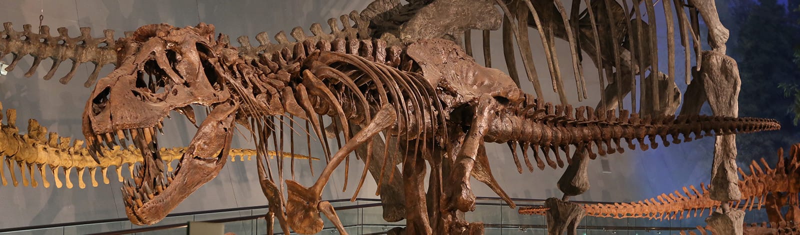 Whole body skeleton of Tyrannosaurus