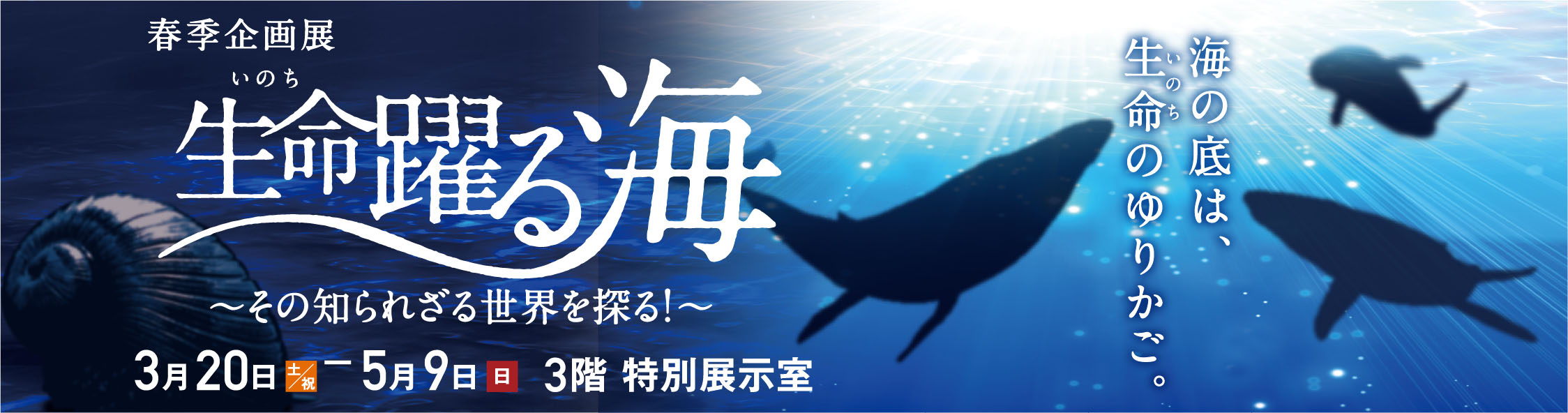 2021年春期企画展「生命躍る海　～その知られざる世界を探る！～」