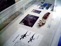 化石標本の展示