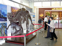 プリズム福井での恐竜骨格の展示