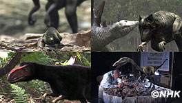 NHKスペシャル「恐竜vsほ乳類」の中の映像&copy;NHK
