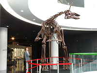展示されたチンタオサウルス全身骨格
