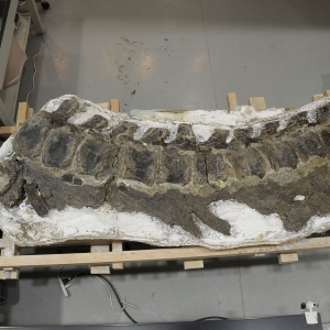 【期間限定】公開されるカマラサウルスの骨格の一部