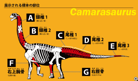 【期間限定】公開されるカマラサウルス標本の骨格での部位