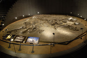 カマラサウルスの産状
