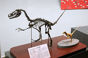 新ドロマエオサウルス類の全身復元骨格