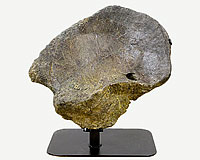 【期間限定】さわれる化石標本の一部
