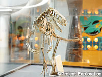 展示された世界最古の恐竜エオドロマエウス